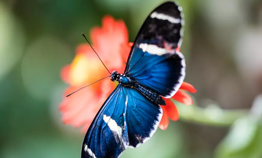 Peggy Notebaert Nature Museum - butterfly